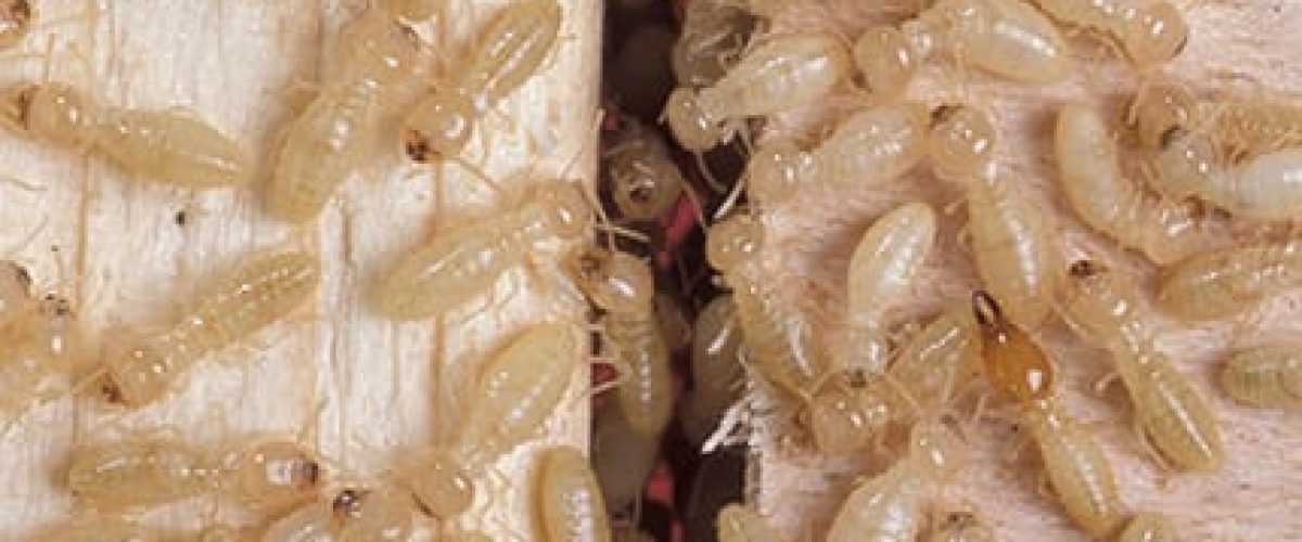 Image Our Services - Termite Control (1)